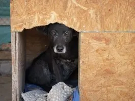 Piden ayuda: Refugio Sam en Valparaíso se está inundando, a causa del temporal que afecta al país