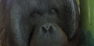 Corte Suprema confirma la no admisibilidad del habeas corpus presentado a favor de Sandai, argumentando que no es persona