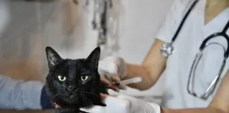 Condenan por ejercicio ilegal de la profesión y maltrato animal a falso médico veterinario de Ovalle