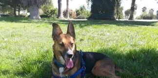 ¿Buscando adoptar a algún can?, ¡anímate con los perros rescatados de Proani San Miguel¡