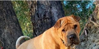 Convocan a manifestación este jueves para que aparezca perrito Filippo en Talca