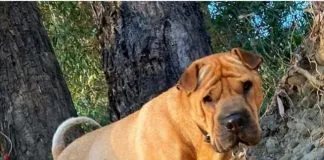 Convocan a manifestación este jueves para que aparezca perrito Filippo en Talca