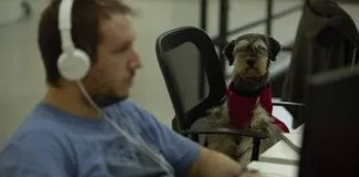 Ir a trabajar con nuestros peludos, una tendencia que crece
