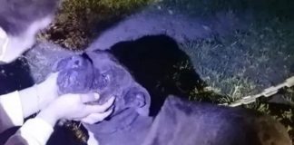 Organizaciones cuestionaron dictamen de la Contraloría, que justifica la eutanasia aplicada a can en La Calera tras pelea con otros perros