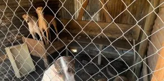 Rescatan 14 perros de brutal maltrato animal en Limache