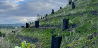 Investigadores adaptarán árboles nativos para que resistan al cambio climático