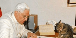 Benedicto XVI y los felinos: Un “gatófilo empedernido” en el Vaticano