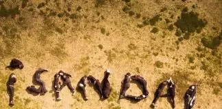 Activistas alzaron la voz por la liberación de Sandai, ocupando sus cuerpos