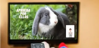 Histórico: Los animales y sus derechos estarán presentes por primera vez en una franja electoral