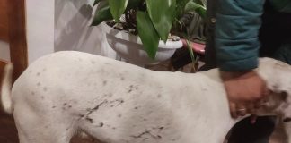 Formalizaron a sujeto por grave caso de #maltratoanimal contra una perrita Dogo Argentina