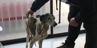 ¡Ayuda a Fundación Galgos Chile a seguir ayudando a los animales, aportando en la recuperación de Rasmus ¡