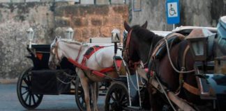 Buscan erradicar coches por tracción animal en Cartagena de Indias (Colombia)