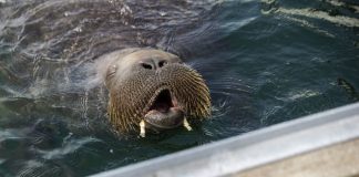 Erigirán estatua de la morsa Freya, sacrificada por considerarse una «amenaza para la seguridad humana»