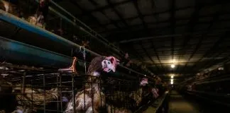 Gallinas ponedoras enjauladas sufren vidas de intenso temor, afirman investigadores