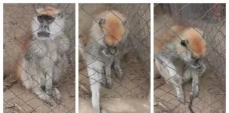Se declara admisible querella interpuesta por muerte del mono Patudo en el Zoológico SerenaZoo, acusando la existencia de un maltrato animal