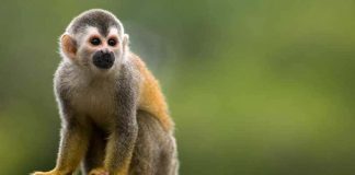 «No debemos matar a los animales por la viruela del mono»: el llamado de la OMS para evitar los ataques contra estos primates