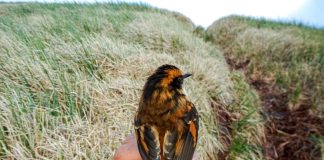 Científicos descubren nueva especie de ave terrestre que vive en el Parque Marino Islas Diego Ramírez-Paso Drake