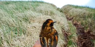 Científicos descubren nueva especie de ave terrestre que vive en el Parque Marino Islas Diego Ramírez-Paso Drake