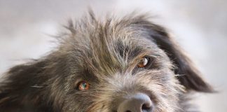 La historia de Aurora, una perrita rescatada de un caso de #maltratoanimal que hoy busca un hogar y familia responsable