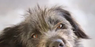 La historia de Aurora, una perrita rescatada de un caso de #maltratoanimal que hoy busca un hogar y familia responsable