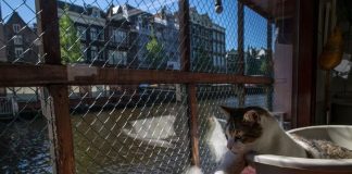 El Barco de los Gatos navega las aguas de Ámsterdam rescatando animales sin hogar