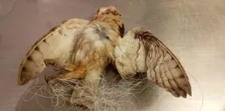 Denuncian venta de hilo curado en el sector de Rodelillo, perjudicando gravemente al entorno y los animales