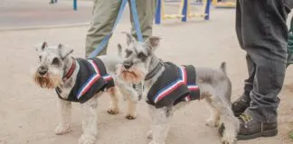 ¿Cómo pasar con nuestros peludos un 18 de septiembre seguro?