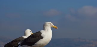 Experto entrega 5 consejos para conservar las aves costeras de Chile
