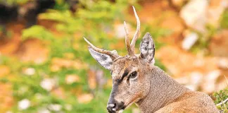 “Salvemos al Huemul”: Más de 7 mil firmas buscan proteger al huemul y crear Parque Nacional Nevados de Chillán