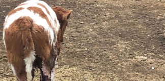 Porque todos podemos ayudar, ¡súmate a la recuperación de una vaca y su ternero que fueron rescatados después de ser maltratados ¡