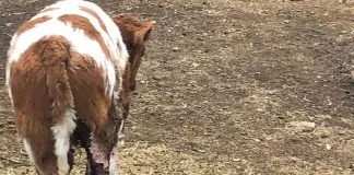 Porque todos podemos ayudar, ¡súmate a la recuperación de una vaca y su ternero que fueron rescatados después de ser maltratados ¡