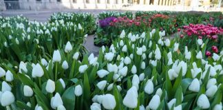 Países Bajos celebran el Día Nacional del Tulipán y dan la bienvenida a la primavera en pleno centro de #Santiago