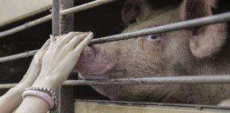 ¿Cuántos cerdos se necesitan asesinar para «celebrar» un festival que se cataloga como una fiesta familiar? (Opinión)