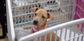 20 perros y 10 gatos son llevados a Miami desde refugio afectado por Fiona en Puerto Rico