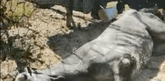 ¿Qué ha pasado con Chezcima, la yegua que fue maltratada en la Región del Maule?