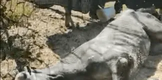 ¿Qué ha pasado con Chezcima, la yegua que fue maltratada en la Región del Maule?