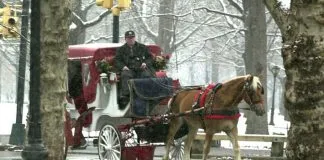 Nueva York quiere eliminar los carruajes tirados por caballos y reemplazarlos por vehículos eléctricos