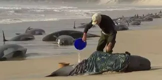 Encuentran 230 ballenas varadas en Australia: Se cree que la mitad estarían muertas