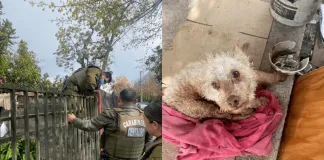 Lindo gesto: Carabineros ayudaron a perrito con daño neurológico a protegerse de la lluvia, ante repentino cambio de tiempo en Talca