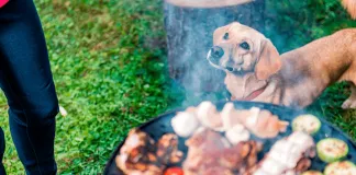 Alimentos que por ningún motivo debes darles a tus animales en Fiestas Patrias
