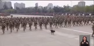 Perritos son protagonistas en los desfiles militares realizados por la conmemoración de las Glorias del Ejército