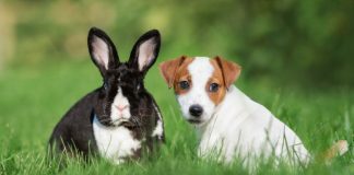 Hay más de 2 millones de animales inscritos en el Registro Nacional de Mascotas, a 5 años de la Ley 21020