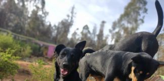 Ayuda al Refugio Solo Patitas de la Región de Valparaíso a seguir ayudando a los animales, ¡haz tu aporte ¡