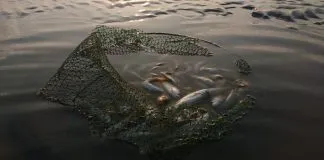 Alertan sobre el impacto de la salmonicultura que está dejando sin oxígeno al mar del sur de Chile