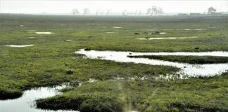 Ordenan retrotraer procedimiento de declaración del Humedal Urbano de Quilicura realizado por el Ministerio del Medio Ambiente