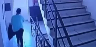Presentaron querella contra responsables del maltrato sufrido por Júpiter, un can que fue lanzado desde el cuarto piso de un edificio