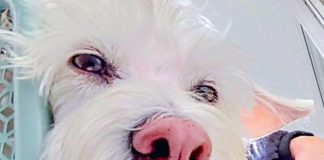 Buscan impedir cobro de multa por tenencia de gata en edificio de Las Condes con más de 7 mil firmas virtuales