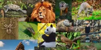 La población de animales silvestres ha caído un 69 % en medio siglo