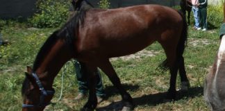 Formalizan a sujeto tras maltratar reiteradamente a un caballo en la comuna de Alhué (RM)