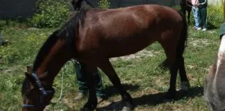 Formalizan a sujeto tras maltratar reiteradamente a un caballo en la comuna de Alhué (RM)
